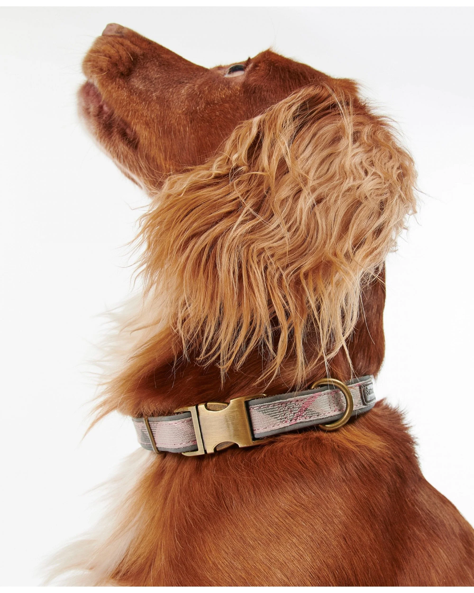 Reflective Tartan Dog Collar - Image 11