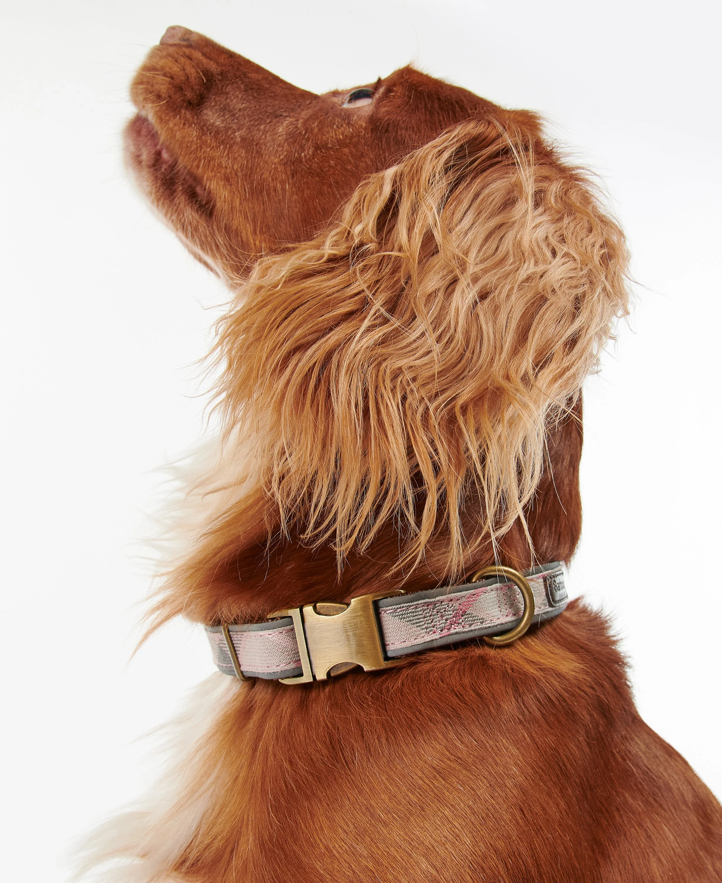Reflective Tartan Dog Collar - Image 14