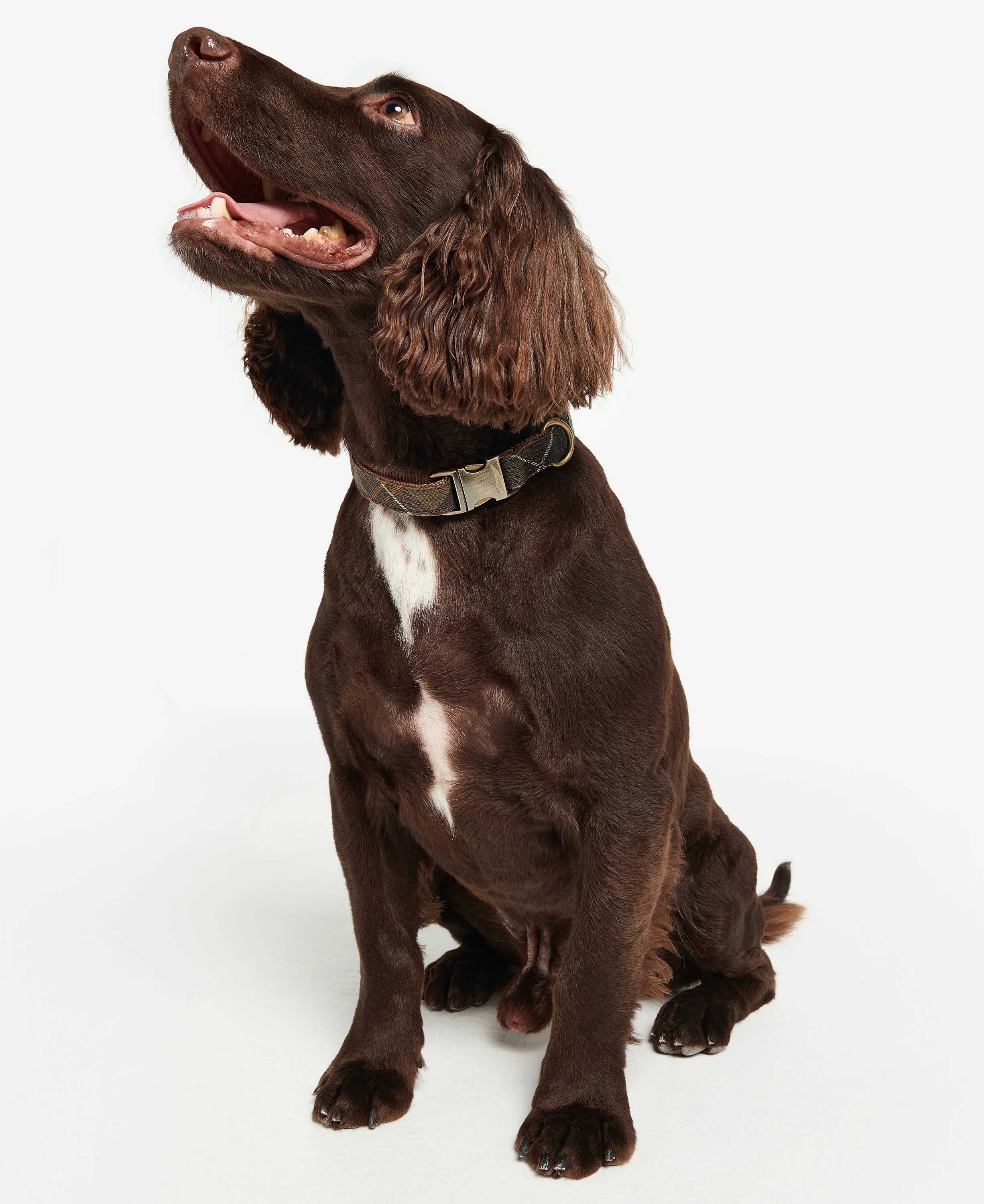 Reflective Tartan Dog Collar - Image 22