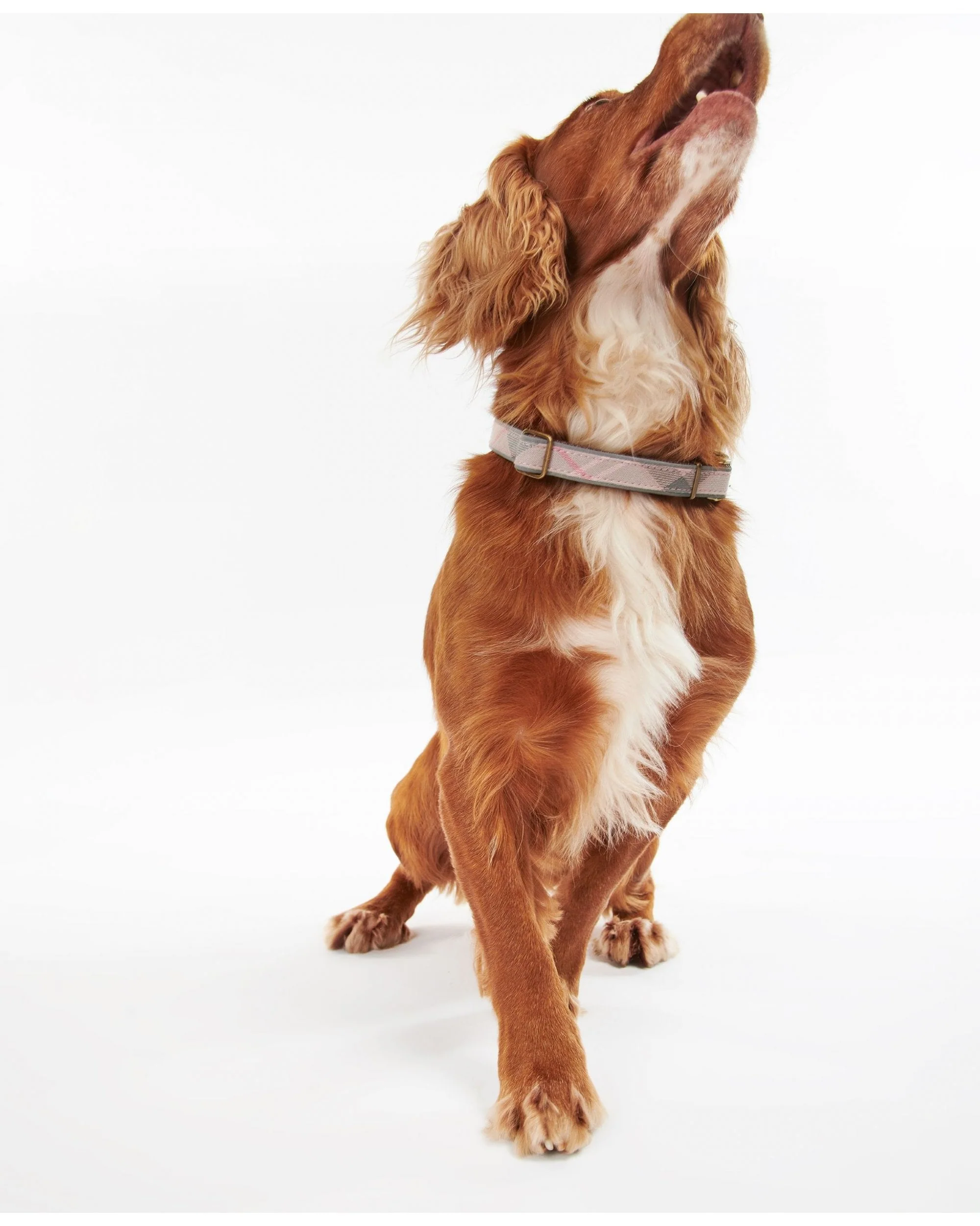 Reflective Tartan Dog Collar - Image 3