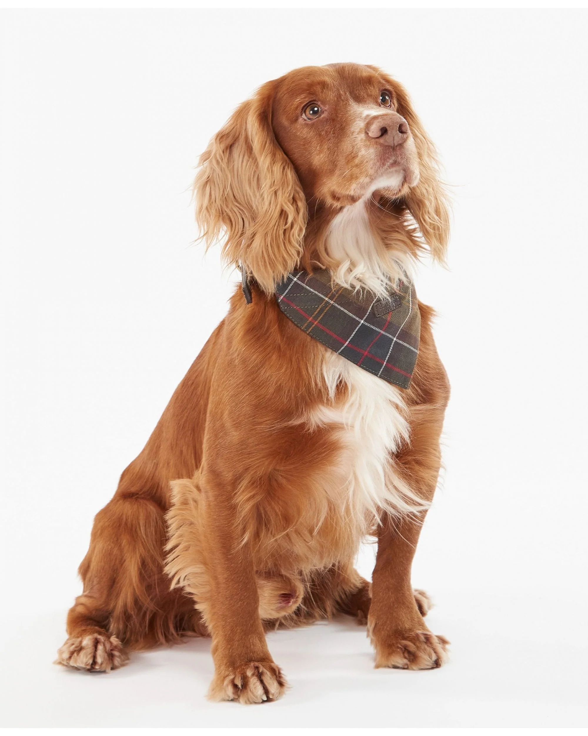 Barbour Tartan Dog Bandana - Image 13