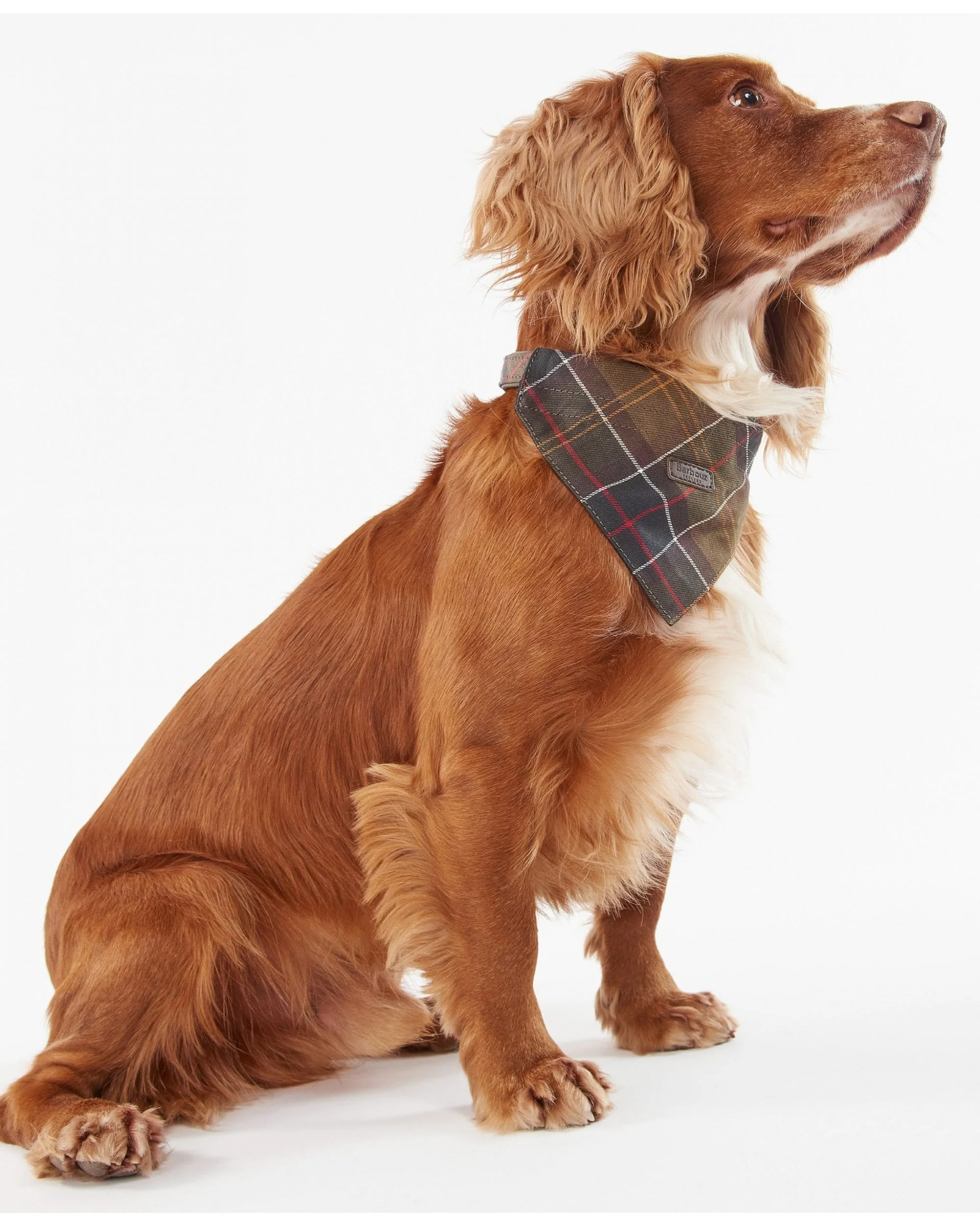 Barbour Tartan Dog Bandana - Image 7