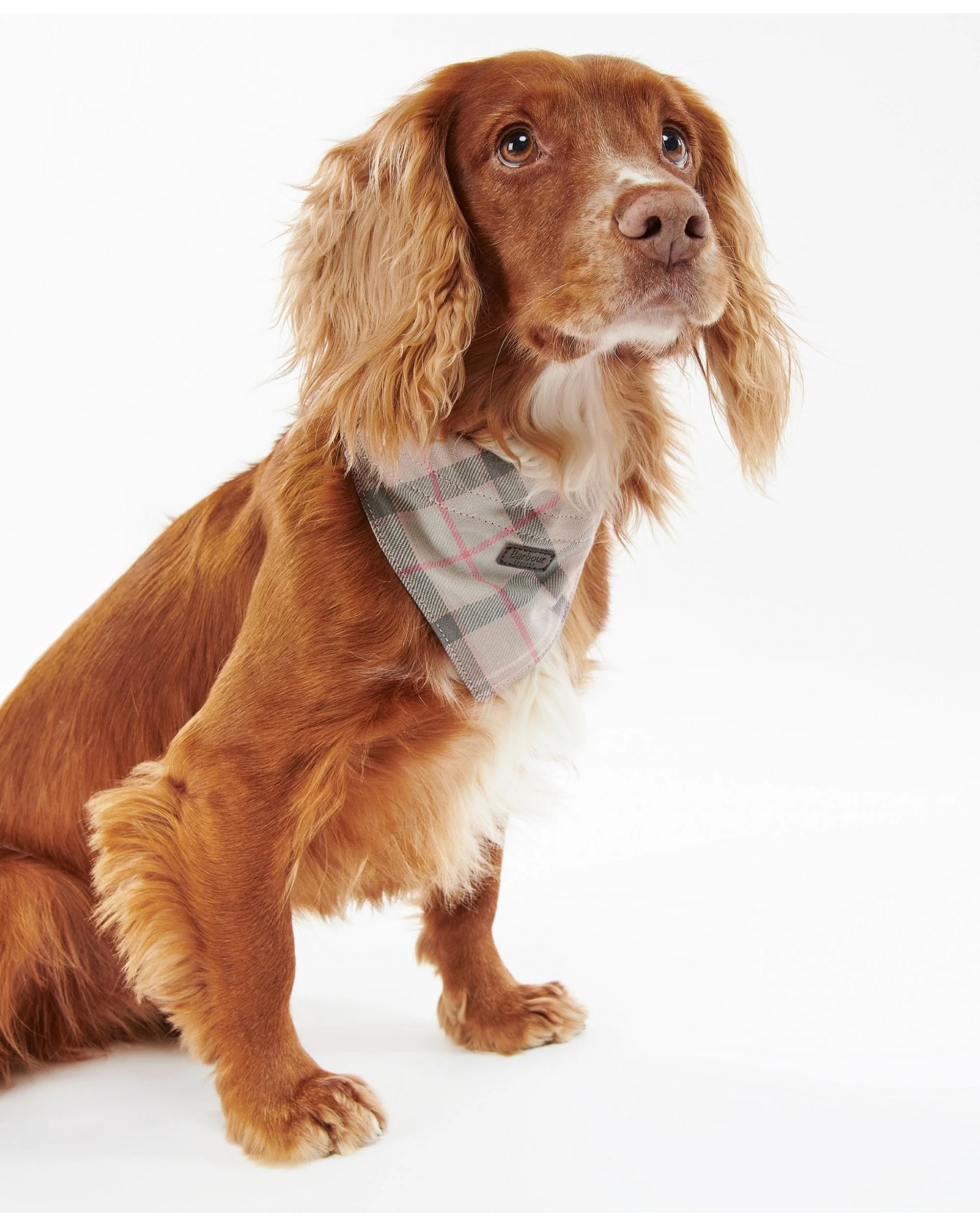 Barbour Tartan Dog Bandana - Image 9