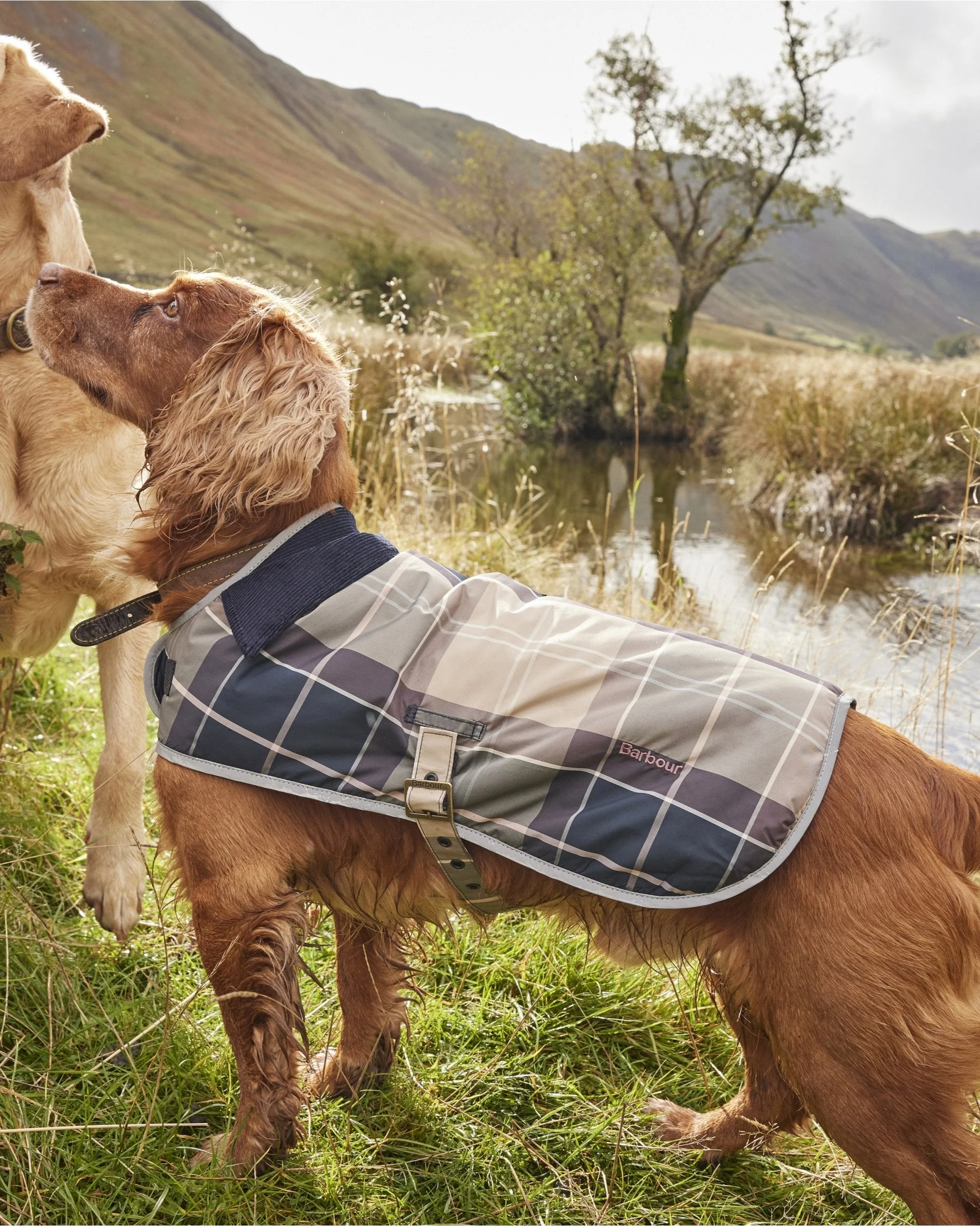 Wetherham Tartan Dog Coat - Image 6